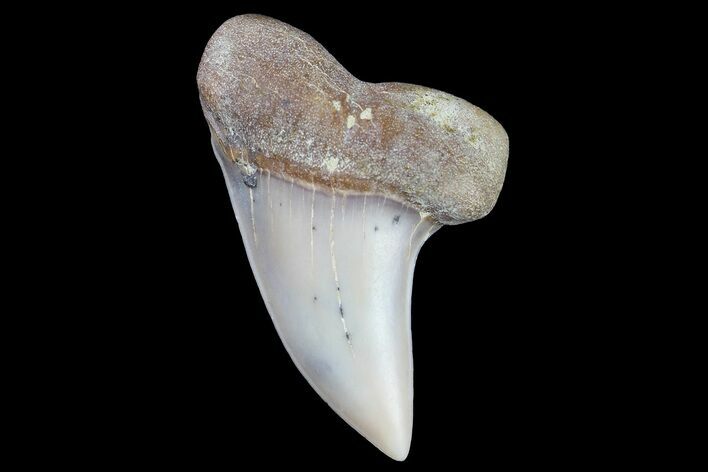 Fossil Shark Tooth (Carcharodon planus) - Bakersfield, CA #178301